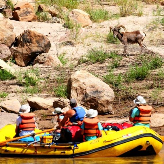 River Rafting Trips